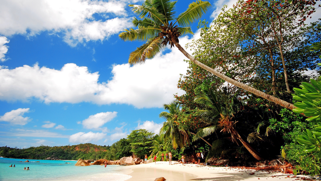 Обои Кокос, пальмовые рощи, природа, тропическая зона, дерево в разрешении 1280x720