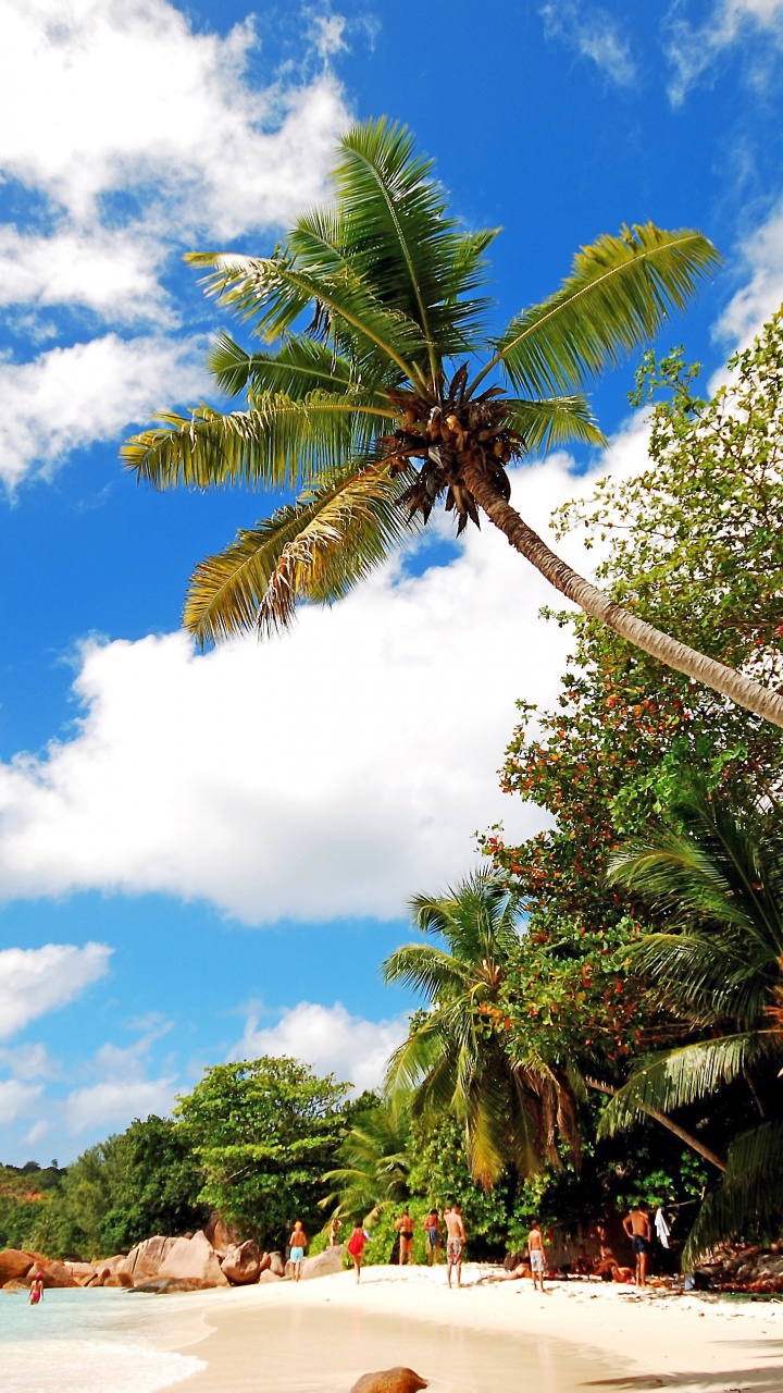 Обои Кокос, пальмовые рощи, природа, тропическая зона, дерево в разрешении 720x1280