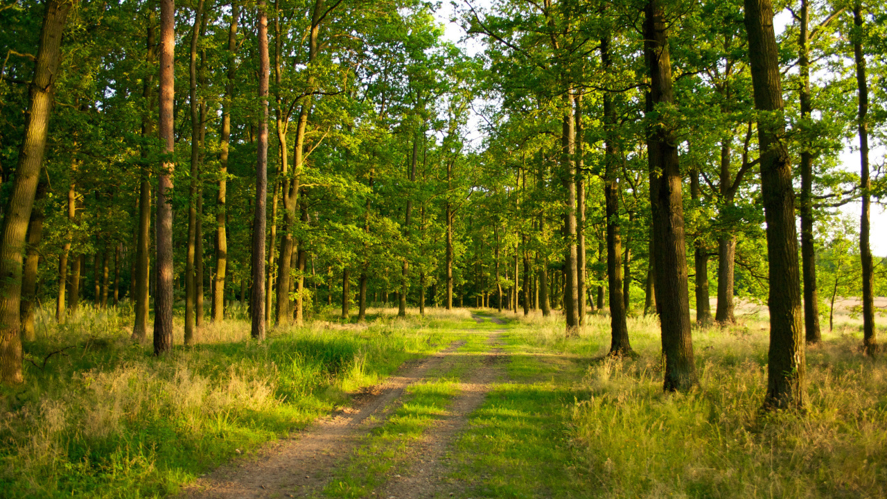 Обои лес, дерево, лесистая местность, природный заповедник, растительность в разрешении 1280x720