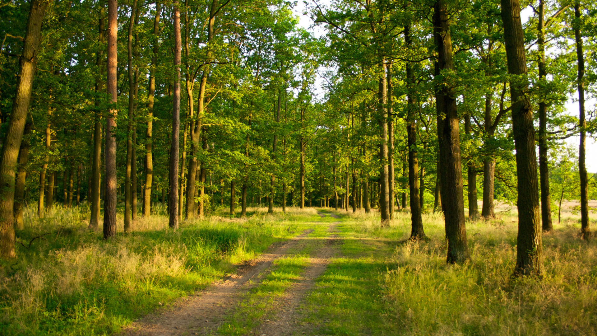Обои лес, дерево, лесистая местность, природный заповедник, растительность в разрешении 1920x1080