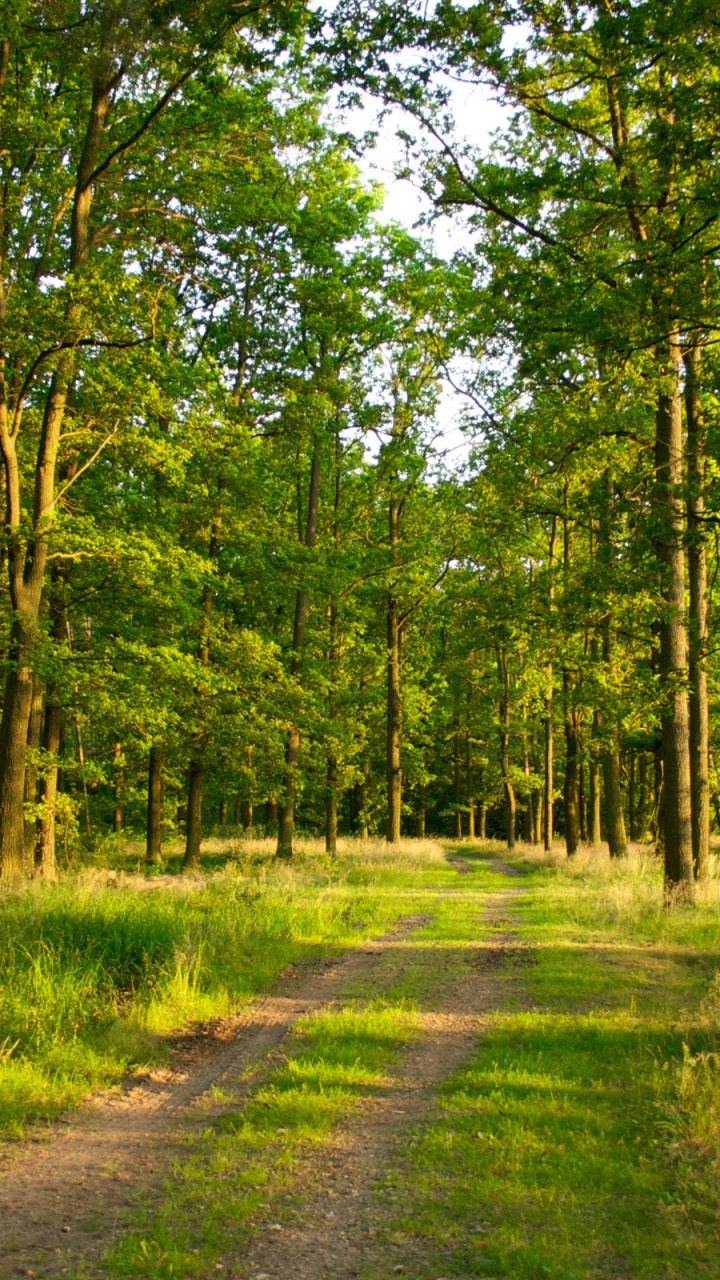 Обои лес, дерево, лесистая местность, природный заповедник, растительность в разрешении 720x1280