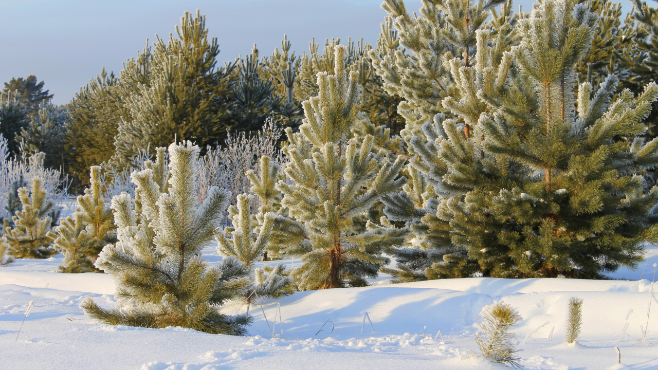 Обои дерево, ель, зима, снег, растительность в разрешении 1280x720