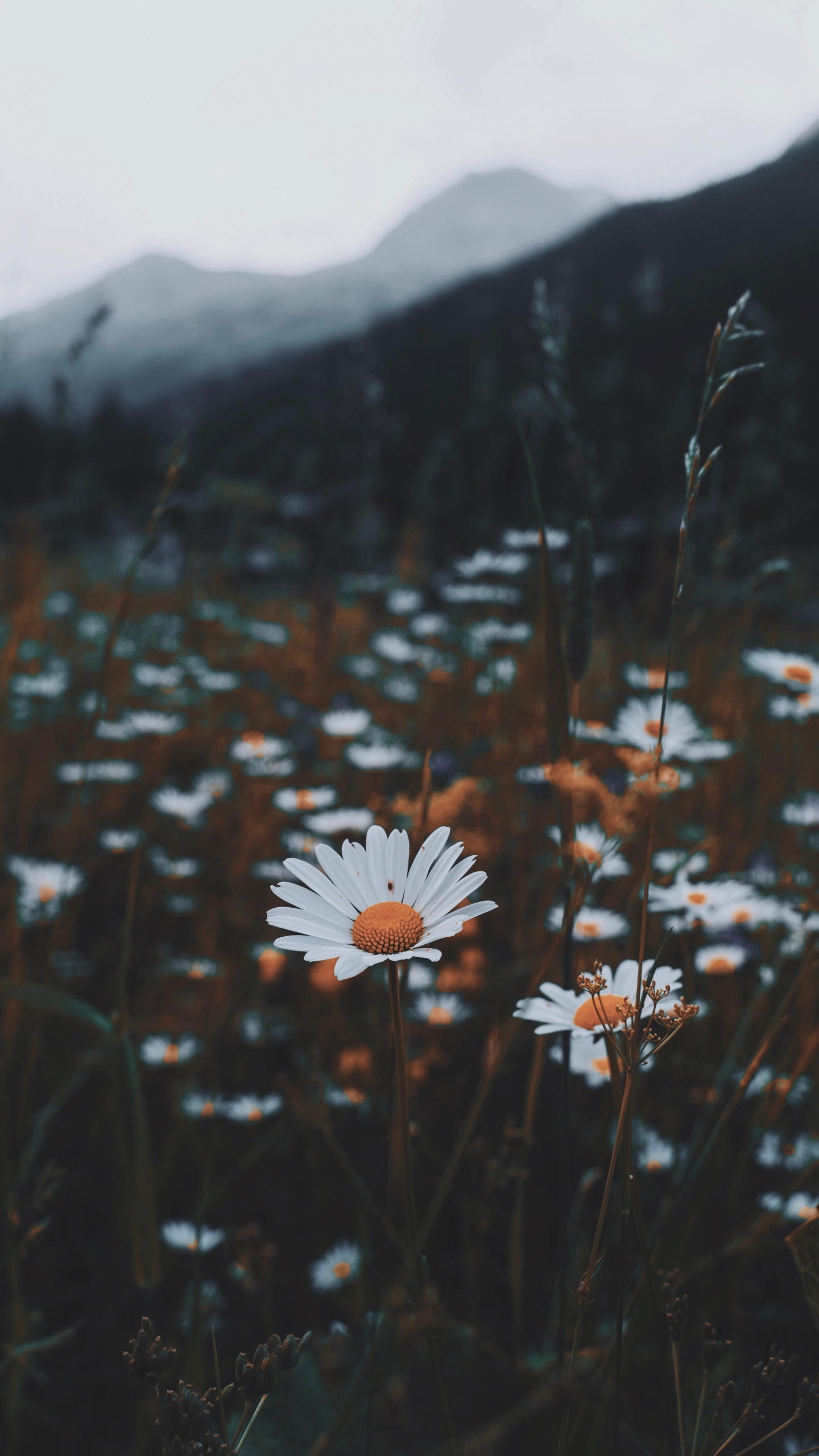 Обои общие Дейзи, белые, растительность, растение, зеленый в разрешении 1440x2560