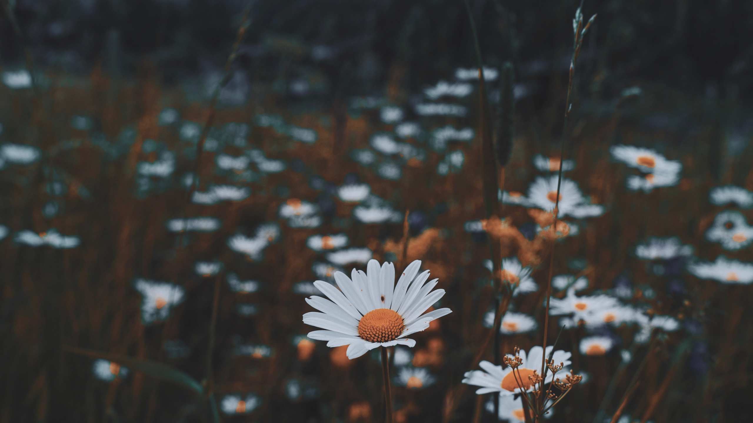 Обои общие Дейзи, белые, растительность, растение, зеленый в разрешении 2560x1440