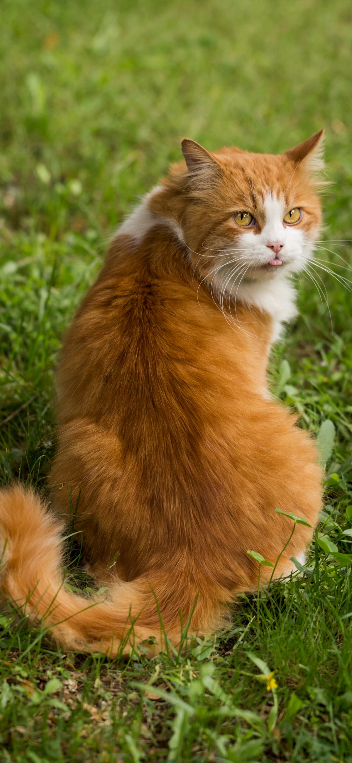 Обои полосатый кот, котенок, кошачьих, кот, бакенбарды в разрешении 1125x2436