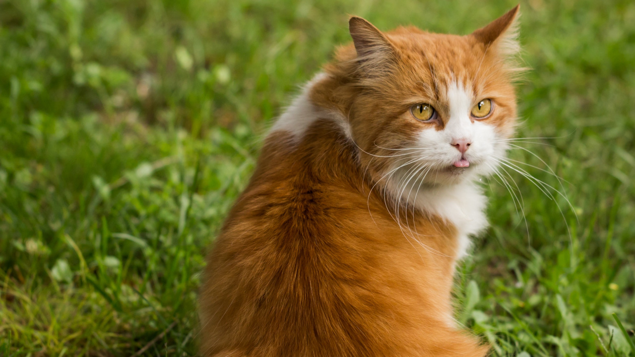 Обои полосатый кот, котенок, кошачьих, кот, бакенбарды в разрешении 1280x720