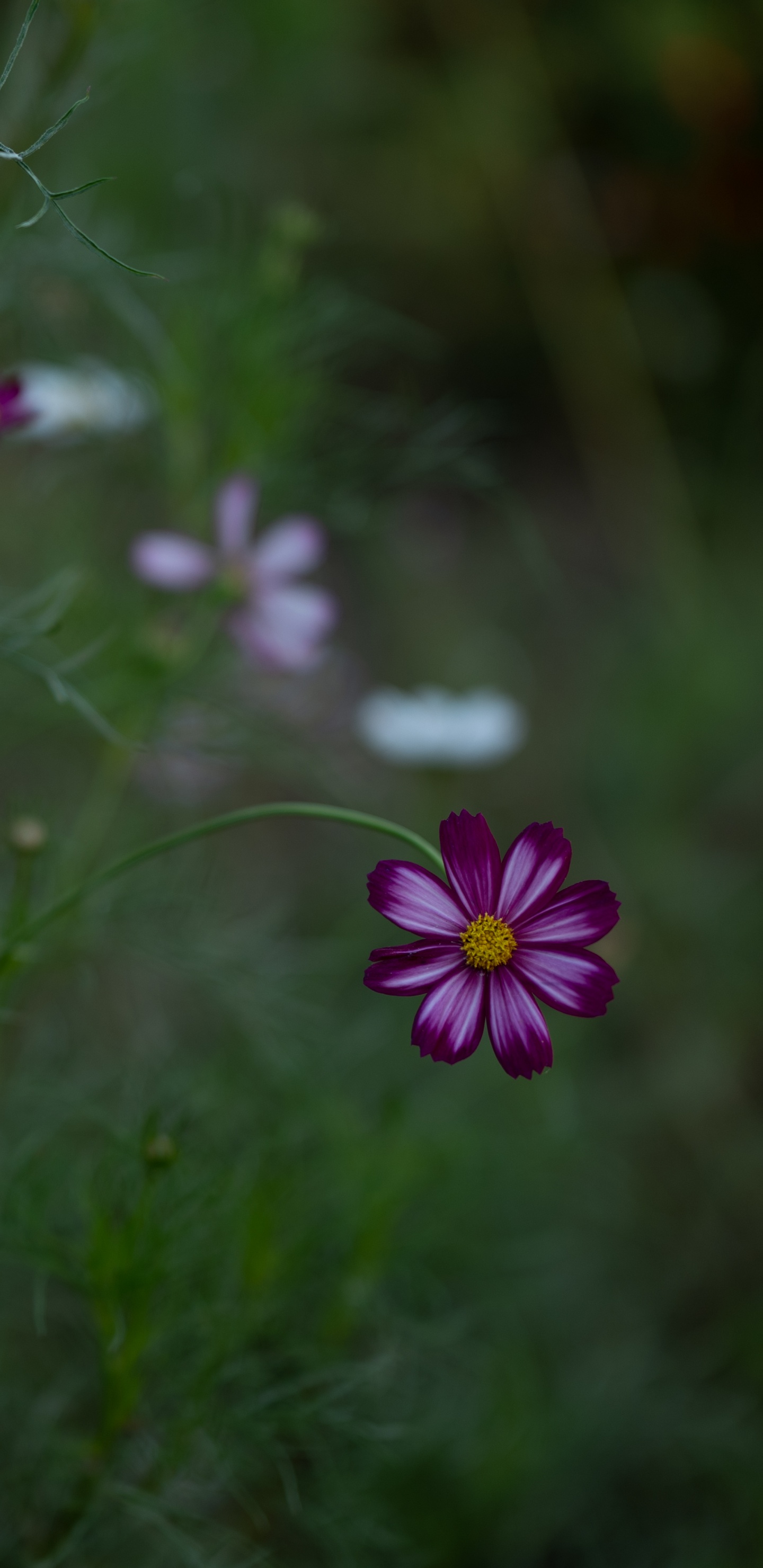 Обои цветок, Вселенная, зеленый, природа, растение в разрешении 1440x2960