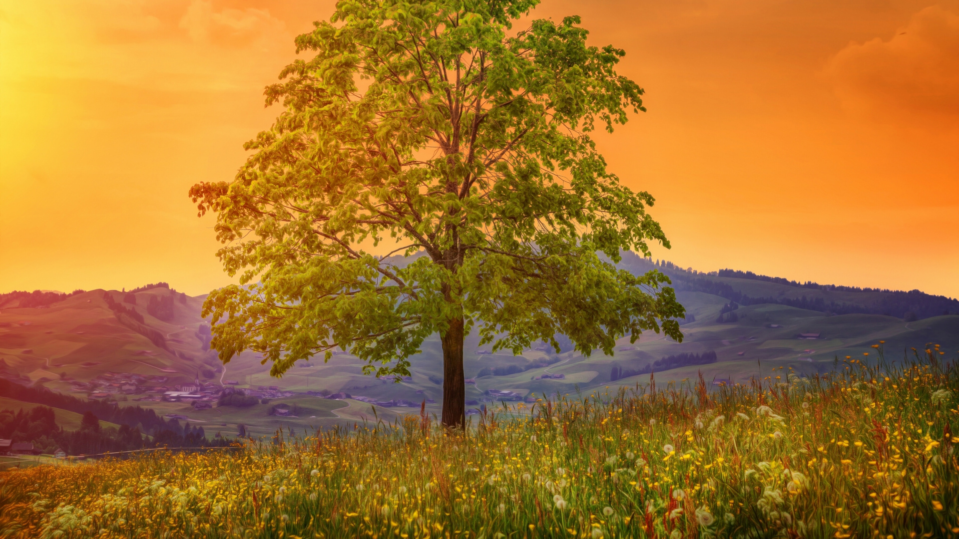 Обои природа, дерево, утро, солнечный свет, пейзаж в разрешении 1920x1080