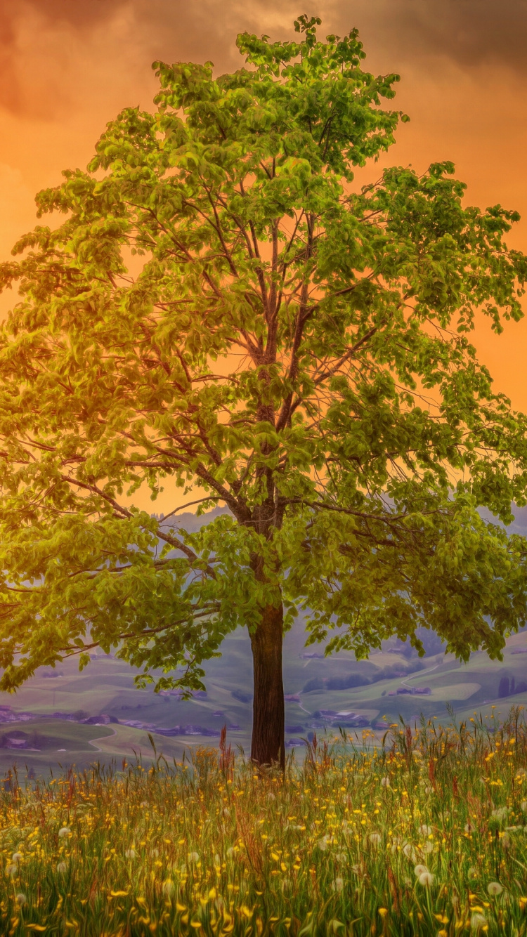 Обои природа, дерево, утро, солнечный свет, пейзаж в разрешении 750x1334