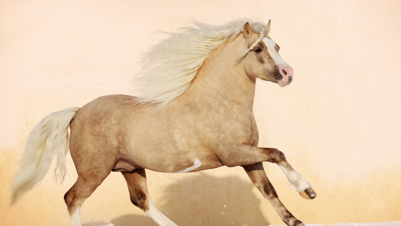 Обои пони, американский пейнтхорс, жеребец, конь, грива в разрешении 1366x768