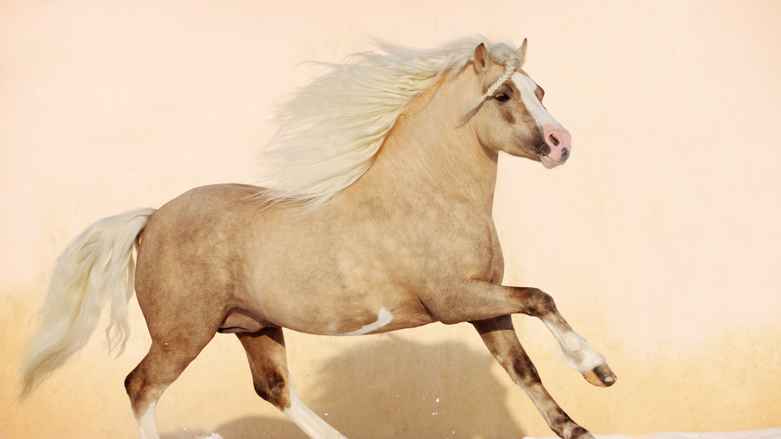 Обои пони, американский пейнтхорс, жеребец, конь, грива в разрешении 2560x1440