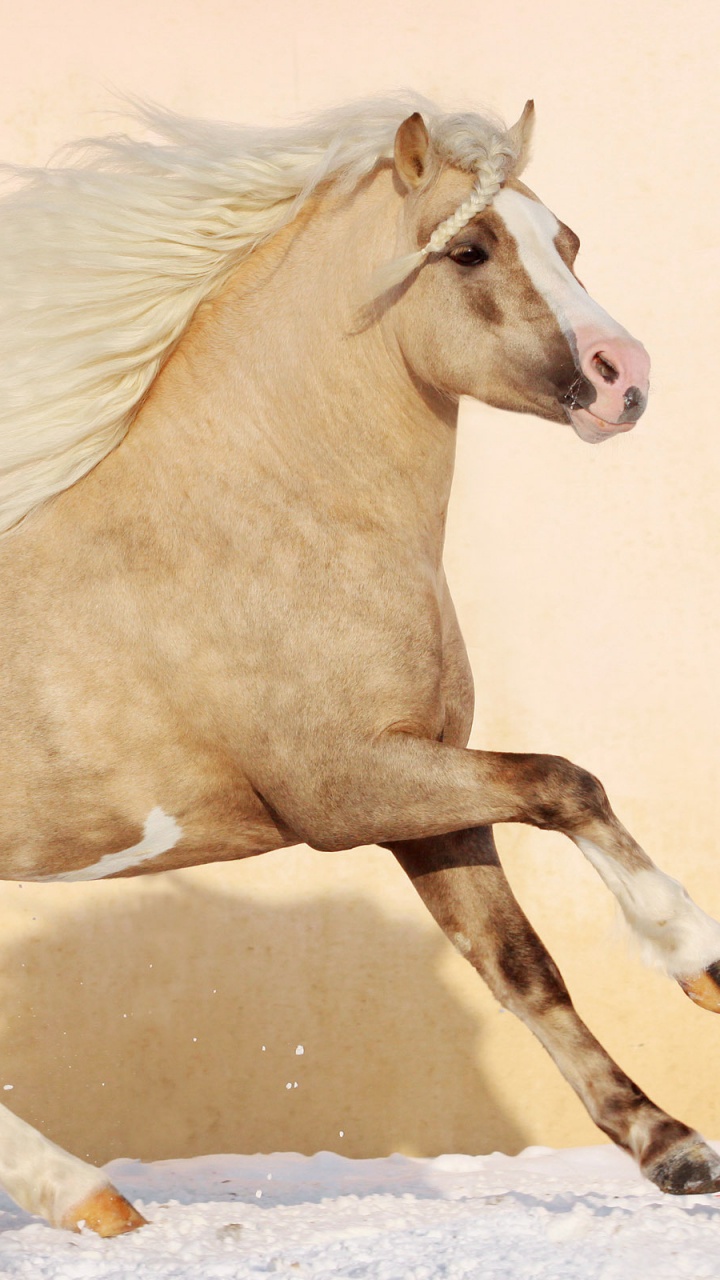 Обои пони, американский пейнтхорс, жеребец, конь, грива в разрешении 720x1280