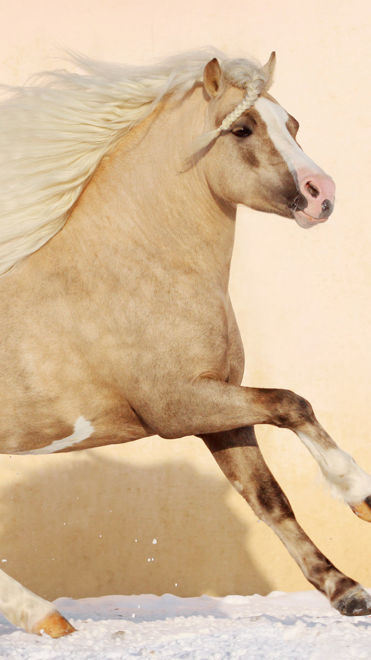 Обои пони, американский пейнтхорс, жеребец, конь, грива в разрешении 750x1334