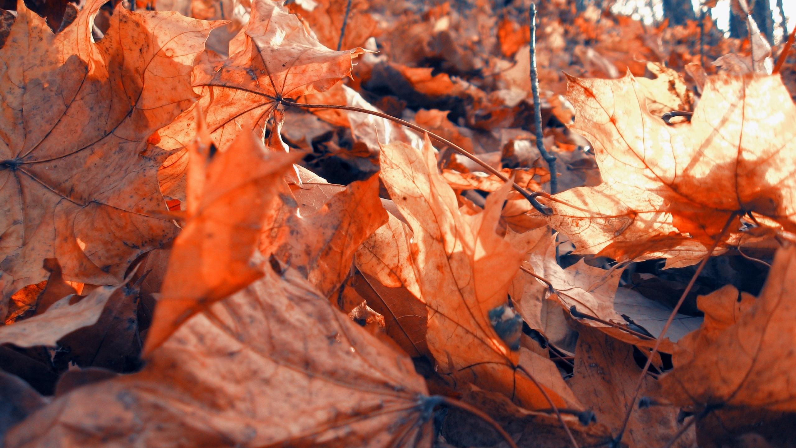 Обои дерево, осень, листопадные, растение, ветвь в разрешении 2560x1440