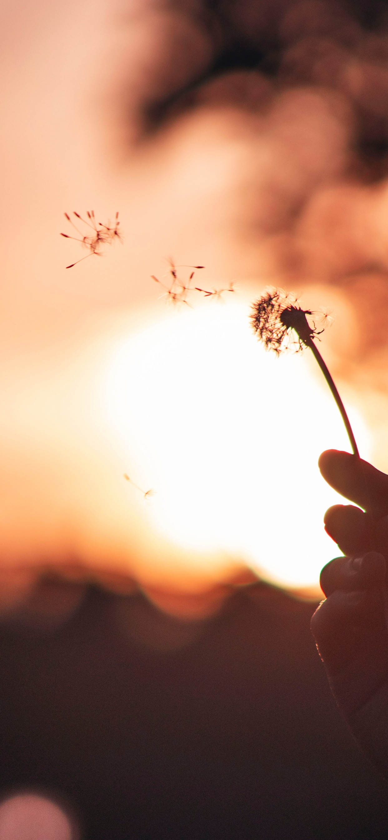 Обои лист, одуванчик, Апельсин, небо, весна в разрешении 1242x2688