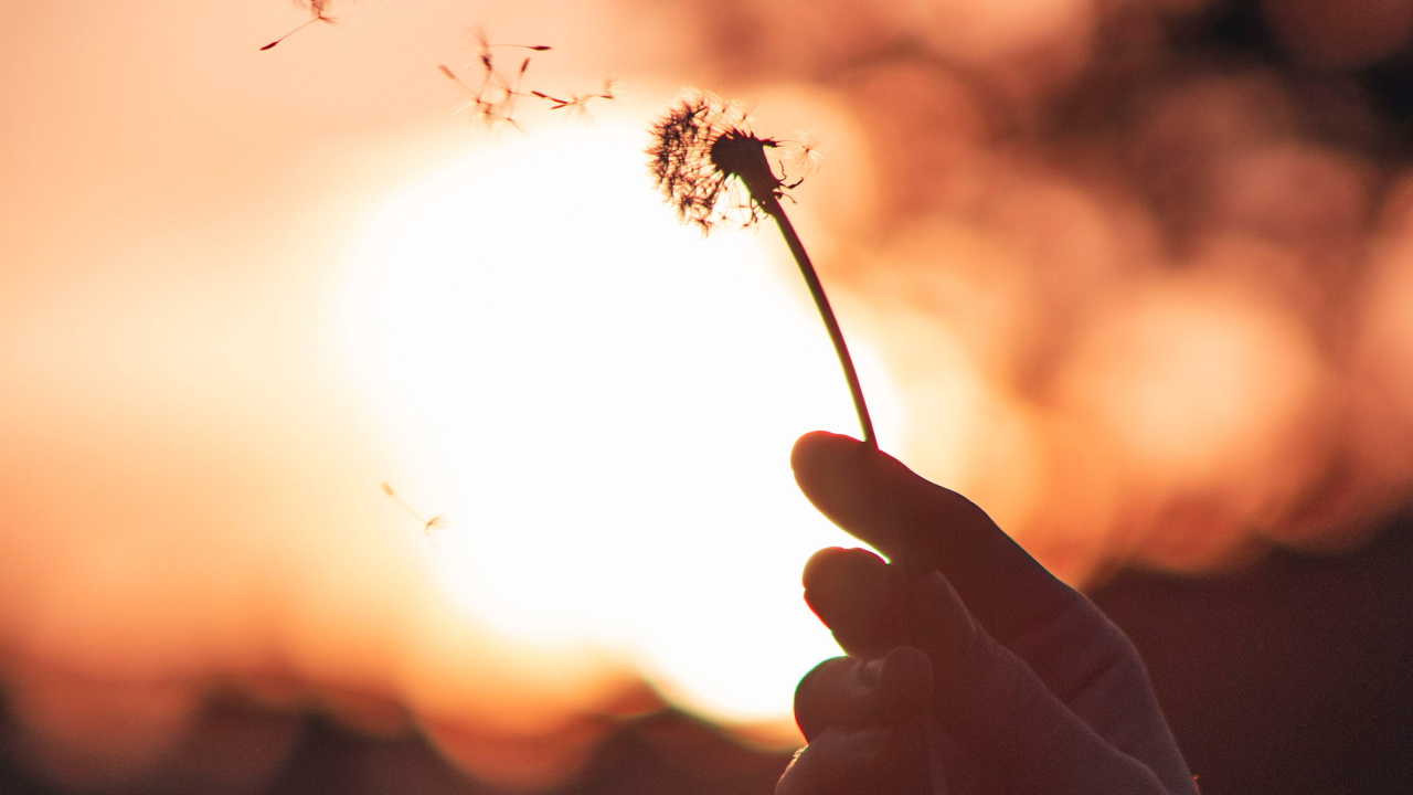 Обои лист, одуванчик, Апельсин, небо, весна в разрешении 1280x720