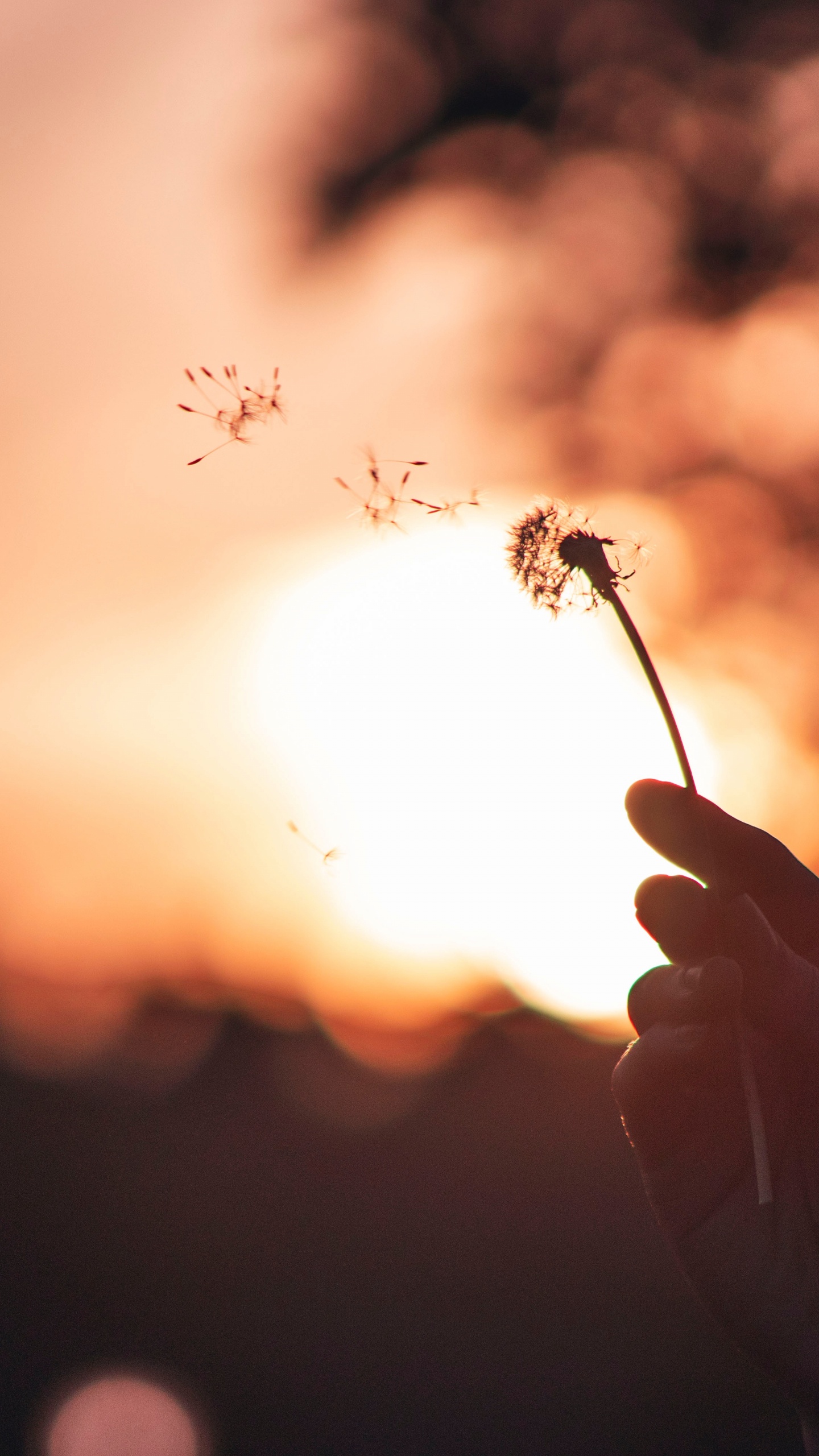 Обои лист, одуванчик, Апельсин, небо, весна в разрешении 1440x2560