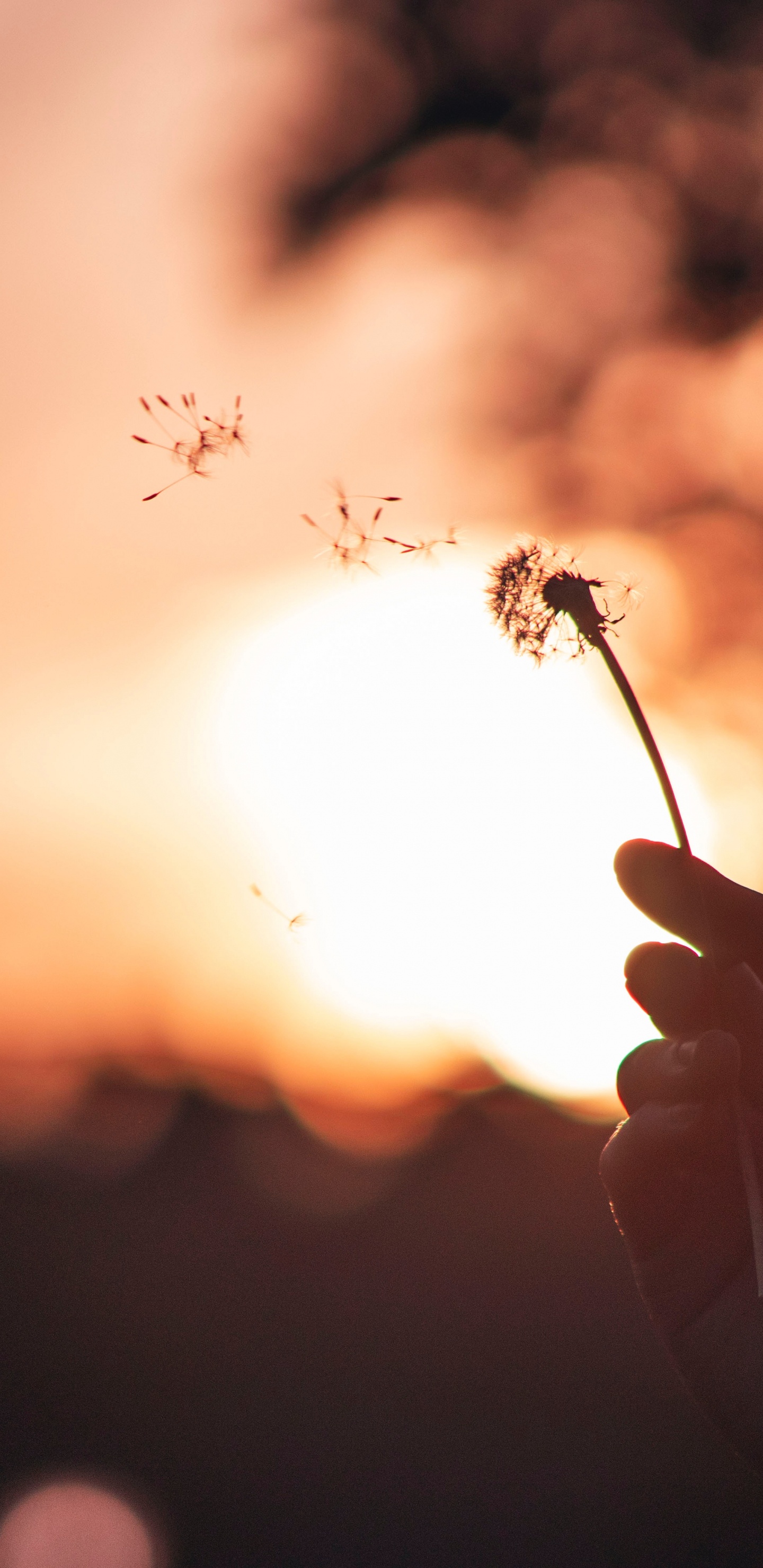 Обои лист, одуванчик, Апельсин, небо, весна в разрешении 1440x2960