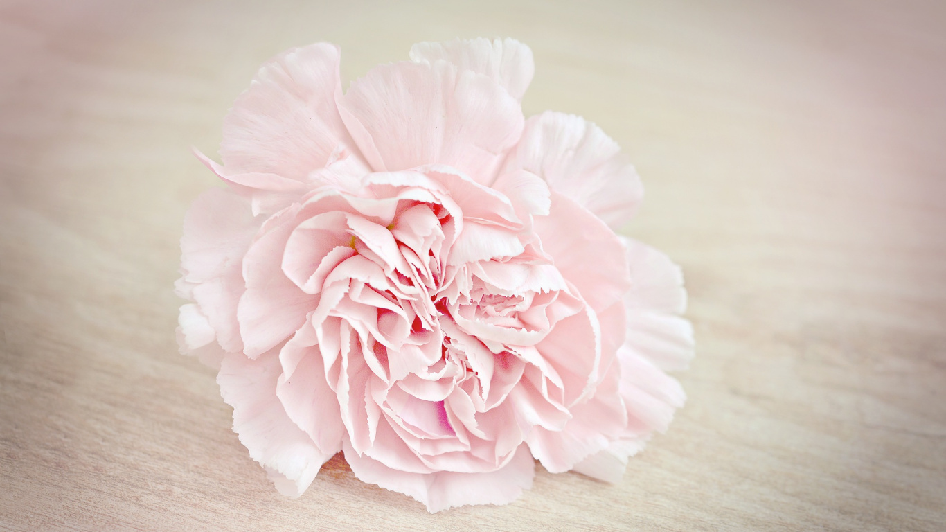 Обои гвоздика, цветок, розовый, лепесток, растение в разрешении 1366x768