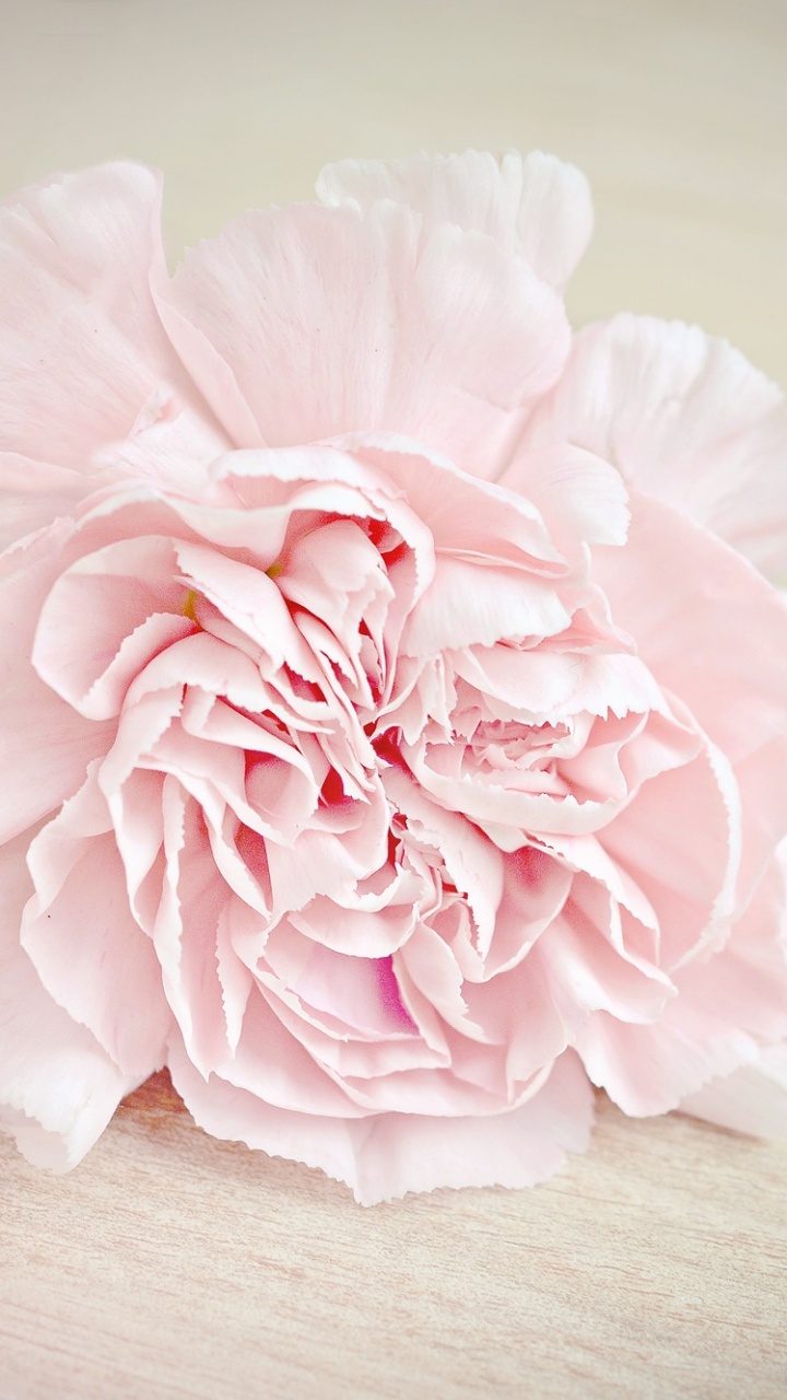 Обои гвоздика, цветок, розовый, лепесток, растение в разрешении 720x1280