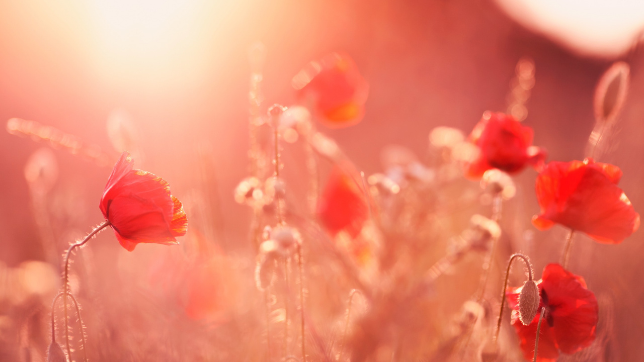 Обои цветы мака, цветок, красный цвет, коклико, розовый в разрешении 1280x720