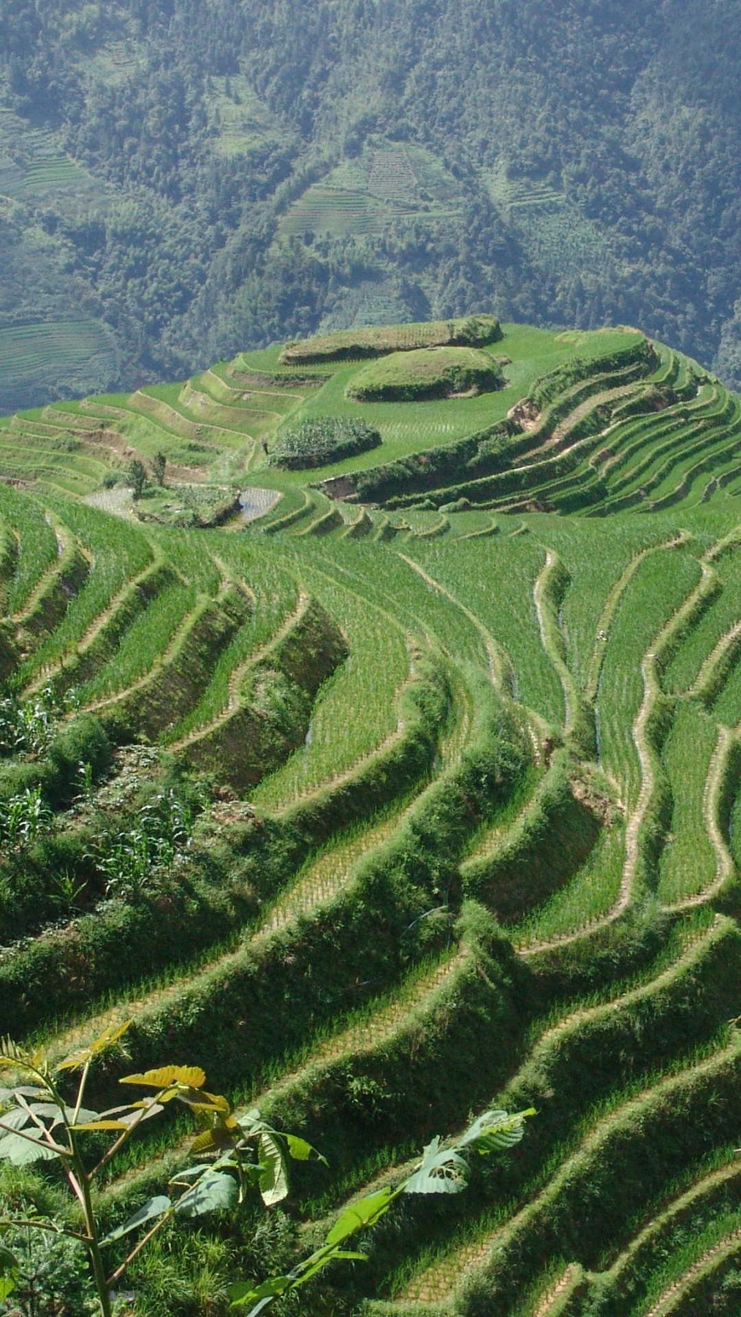 Обои Китай, нагорье, терраса, горная станция, сельское хозяйство в разрешении 1080x1920