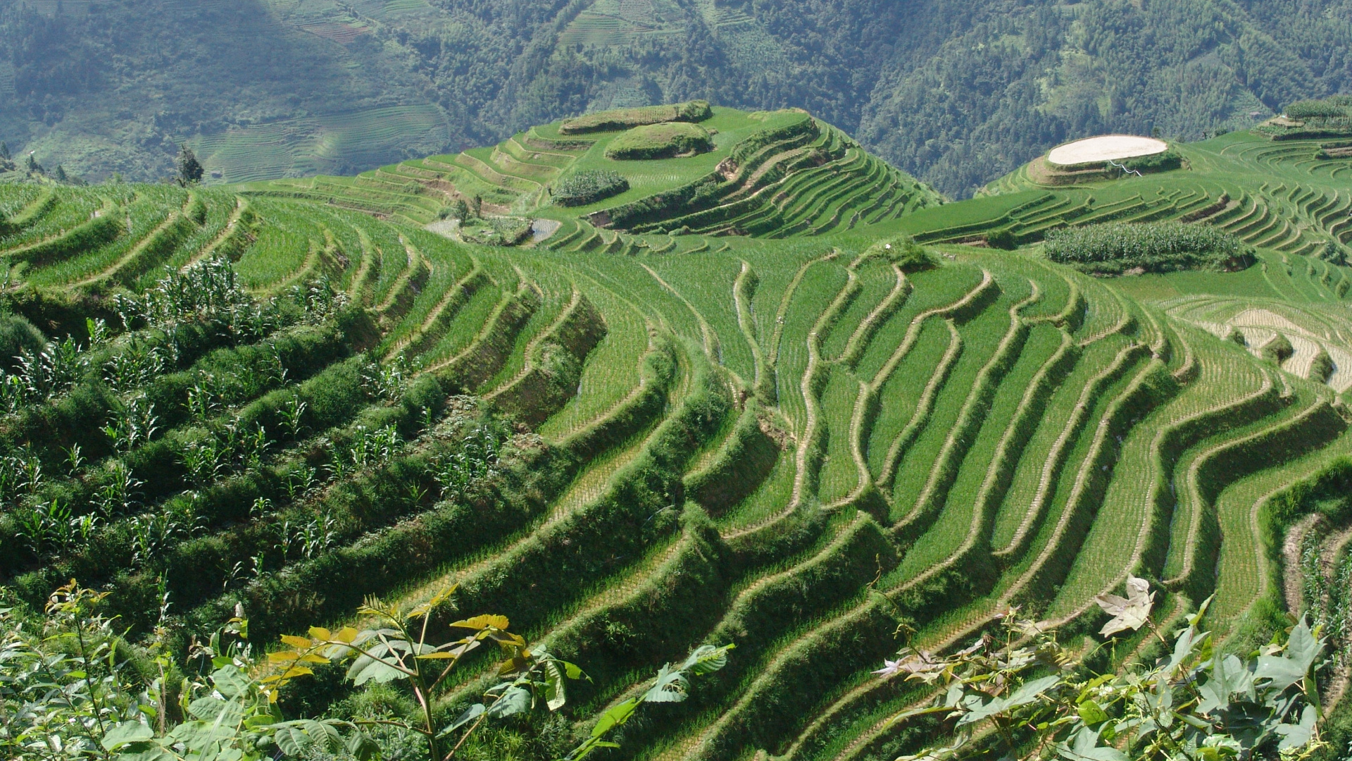 Обои Китай, нагорье, терраса, горная станция, сельское хозяйство в разрешении 1920x1080