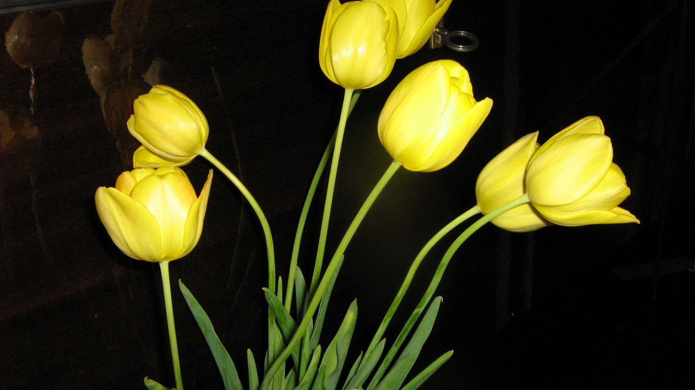Обои желтый, лепесток, цветковое растение, стебель растения, весна в разрешении 1366x768