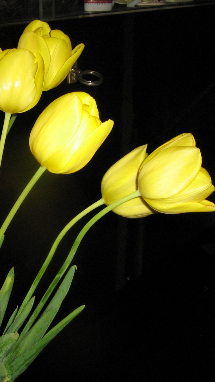 Обои желтый, лепесток, цветковое растение, стебель растения, весна в разрешении 750x1334