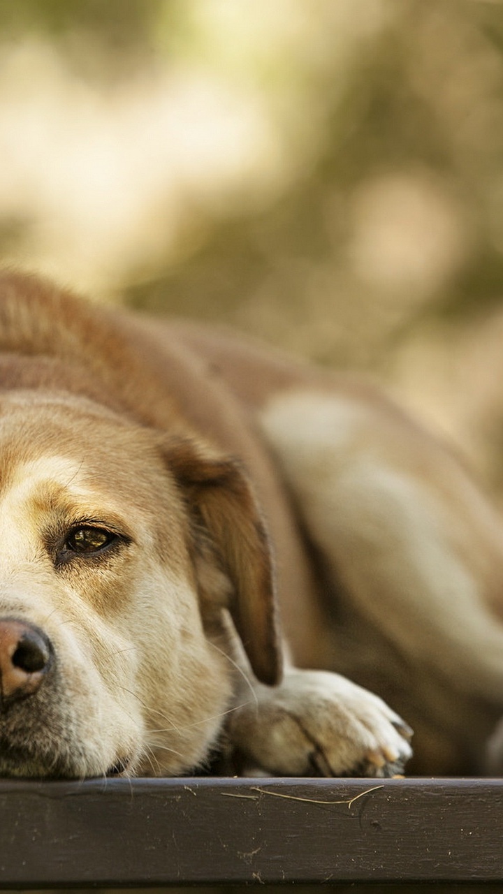 Обои морда, собака породы, собака компаньон, пес, собака в разрешении 720x1280