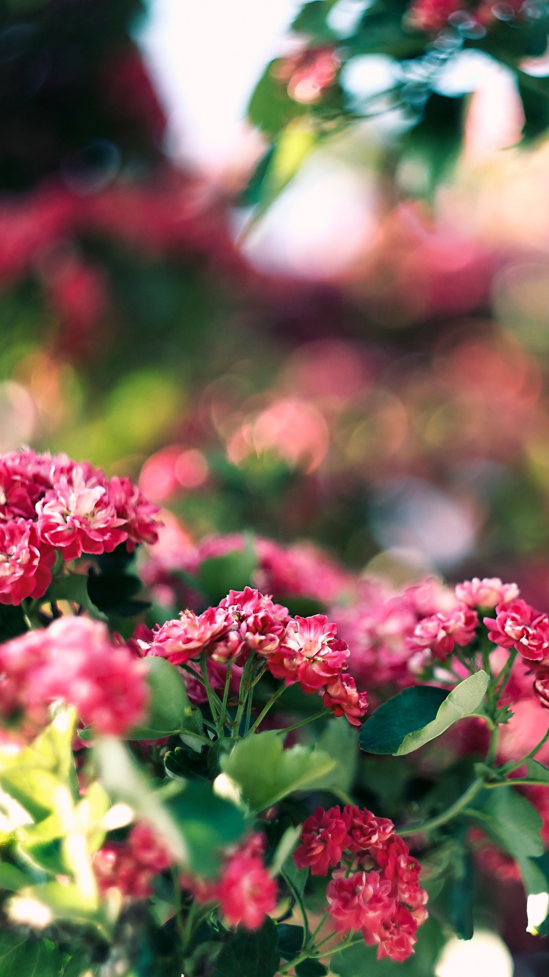 Обои цветок, розовый, растение, весна, цветковое растение в разрешении 1080x1920