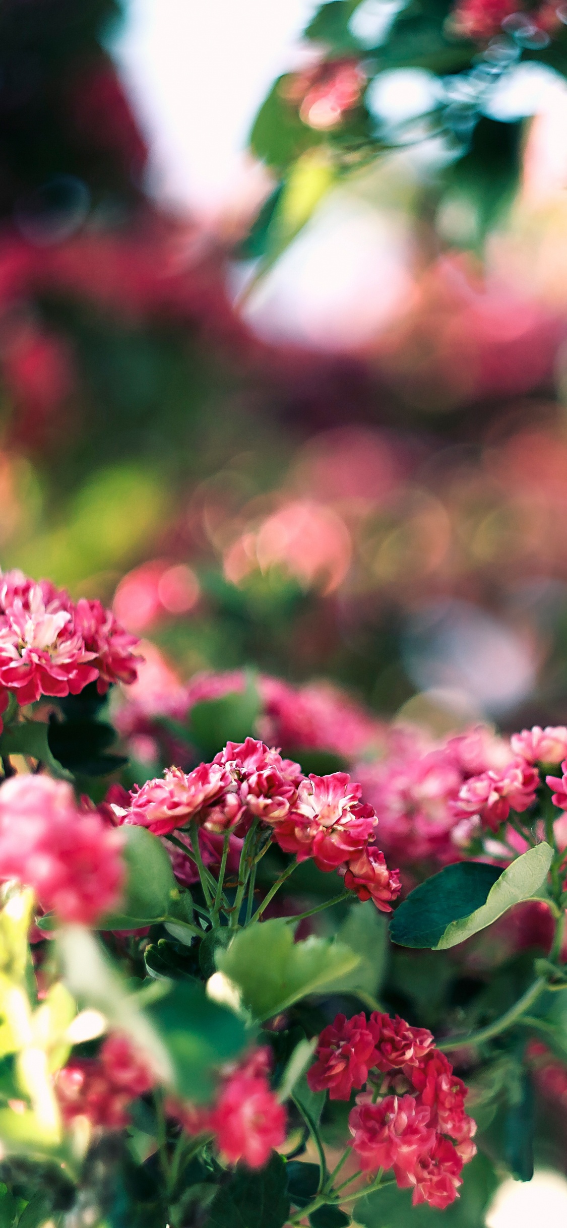 Обои цветок, розовый, растение, весна, цветковое растение в разрешении 1125x2436