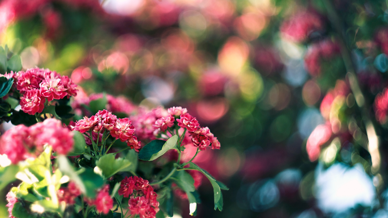 Обои цветок, розовый, растение, весна, цветковое растение в разрешении 1280x720