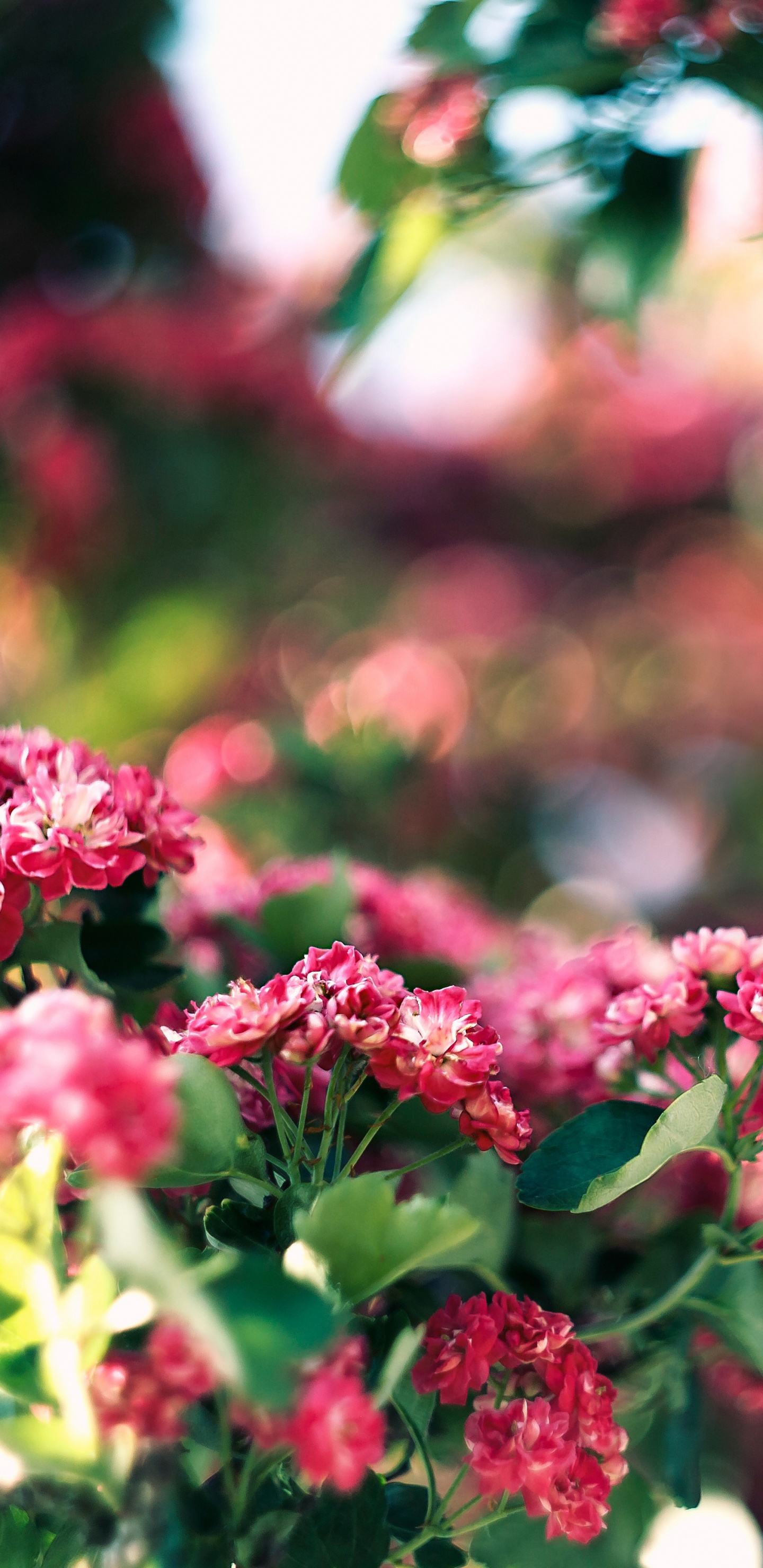 Обои цветок, розовый, растение, весна, цветковое растение в разрешении 1440x2960