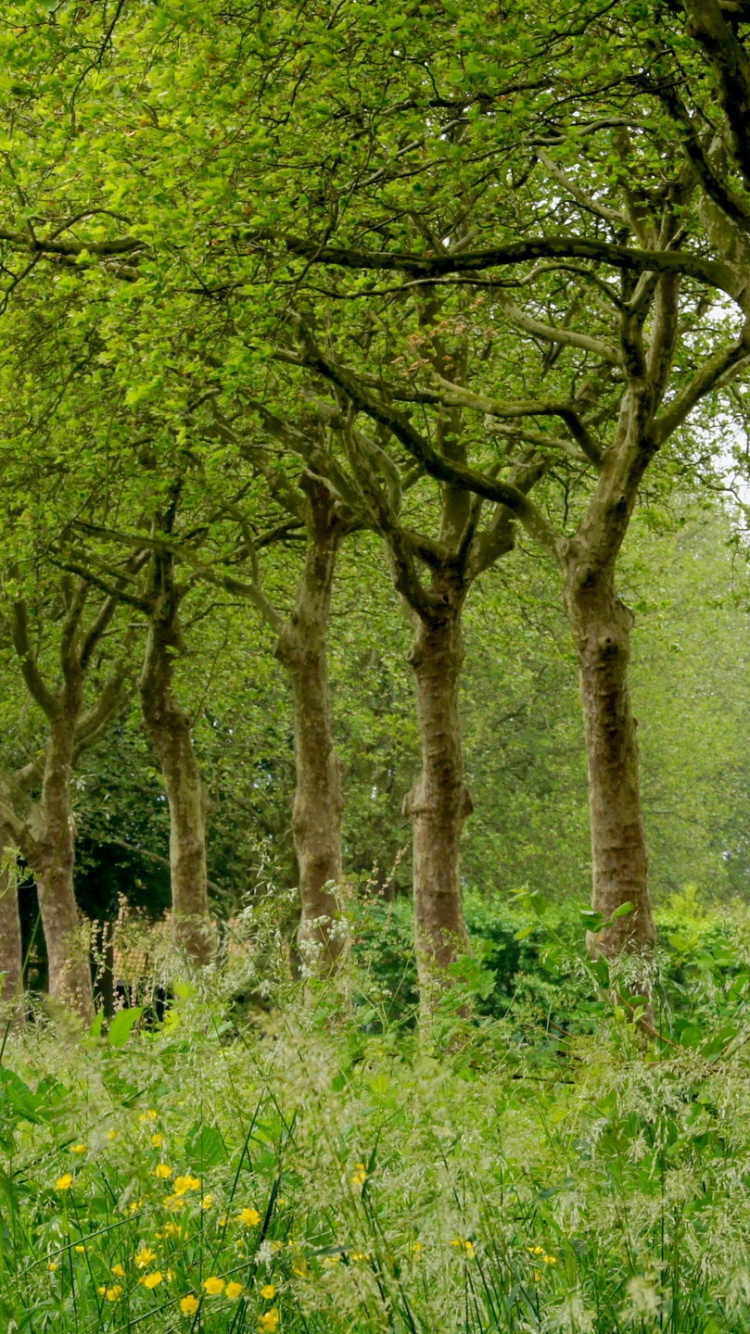 Обои дерево, природа, лес, лесистая местность, природный заповедник в разрешении 750x1334