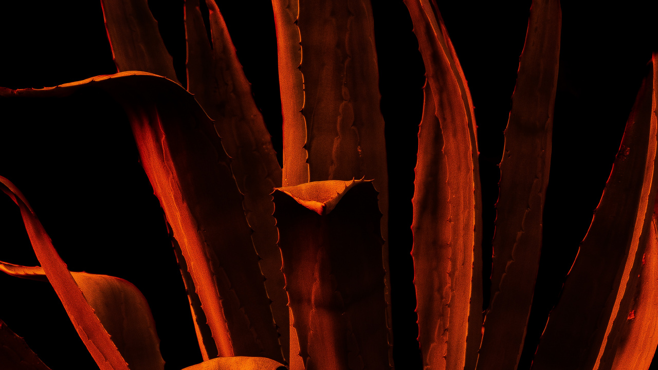 Обои растение, цветок, Апельсин, видео, учетная запись пользователя в разрешении 1280x720