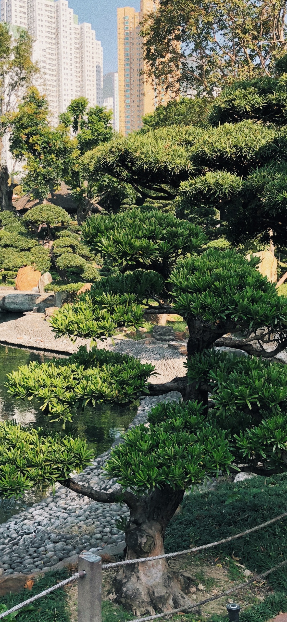 Обои Гонконг, растительность, Ботанический сад, биом, вода в разрешении 1125x2436