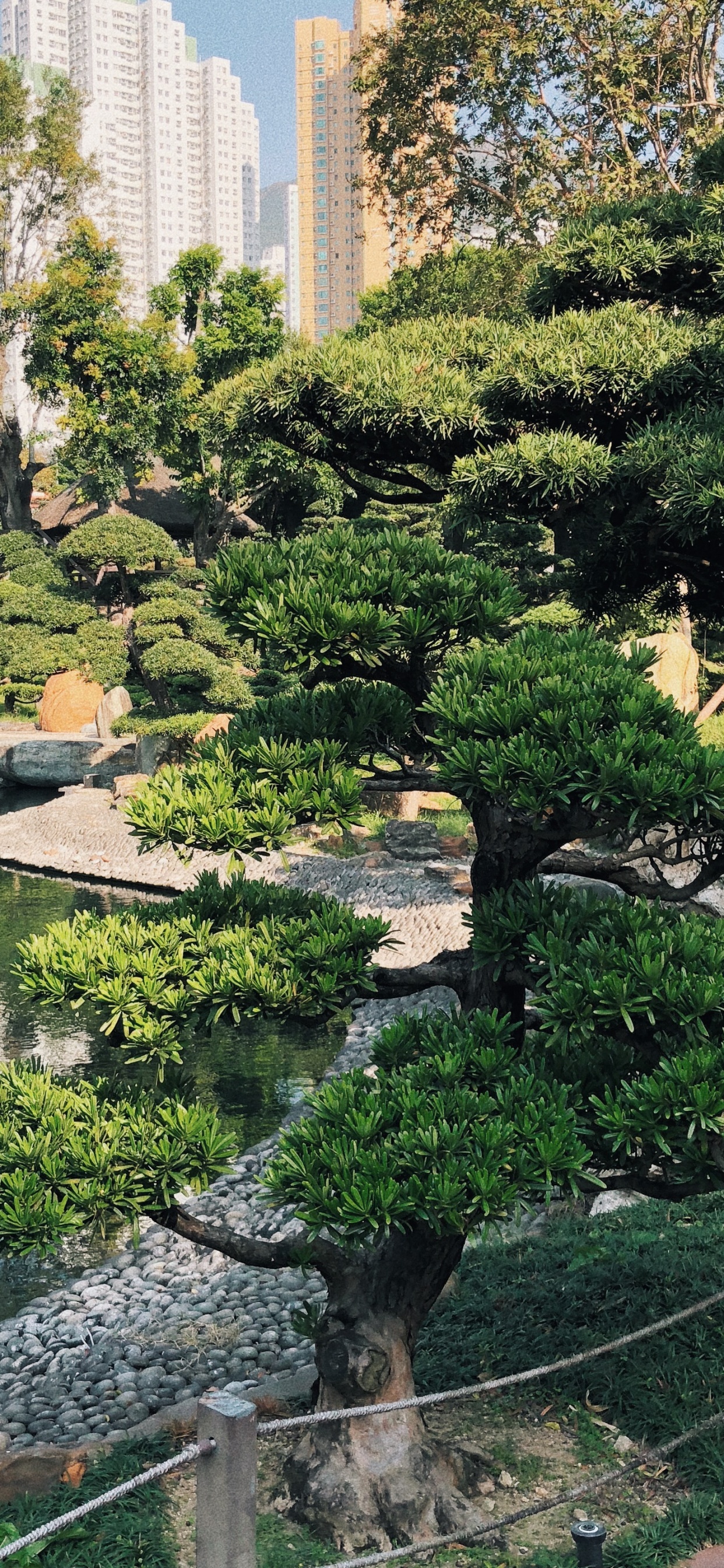 Обои Гонконг, растительность, Ботанический сад, биом, вода в разрешении 1242x2688