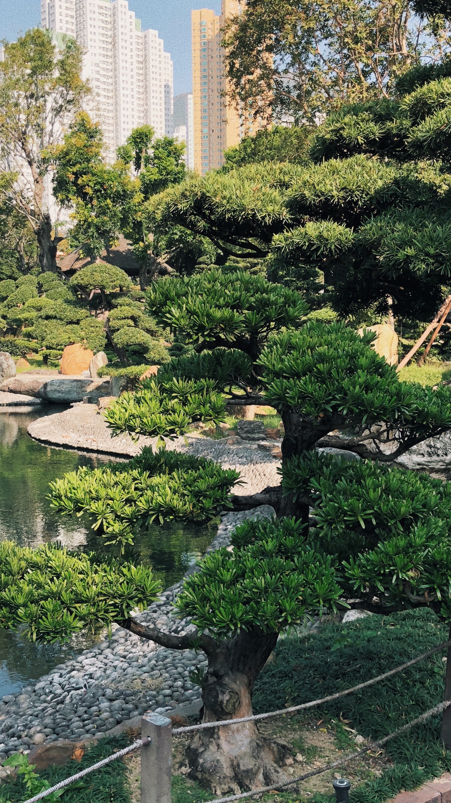 Обои Гонконг, растительность, Ботанический сад, биом, вода в разрешении 1440x2560