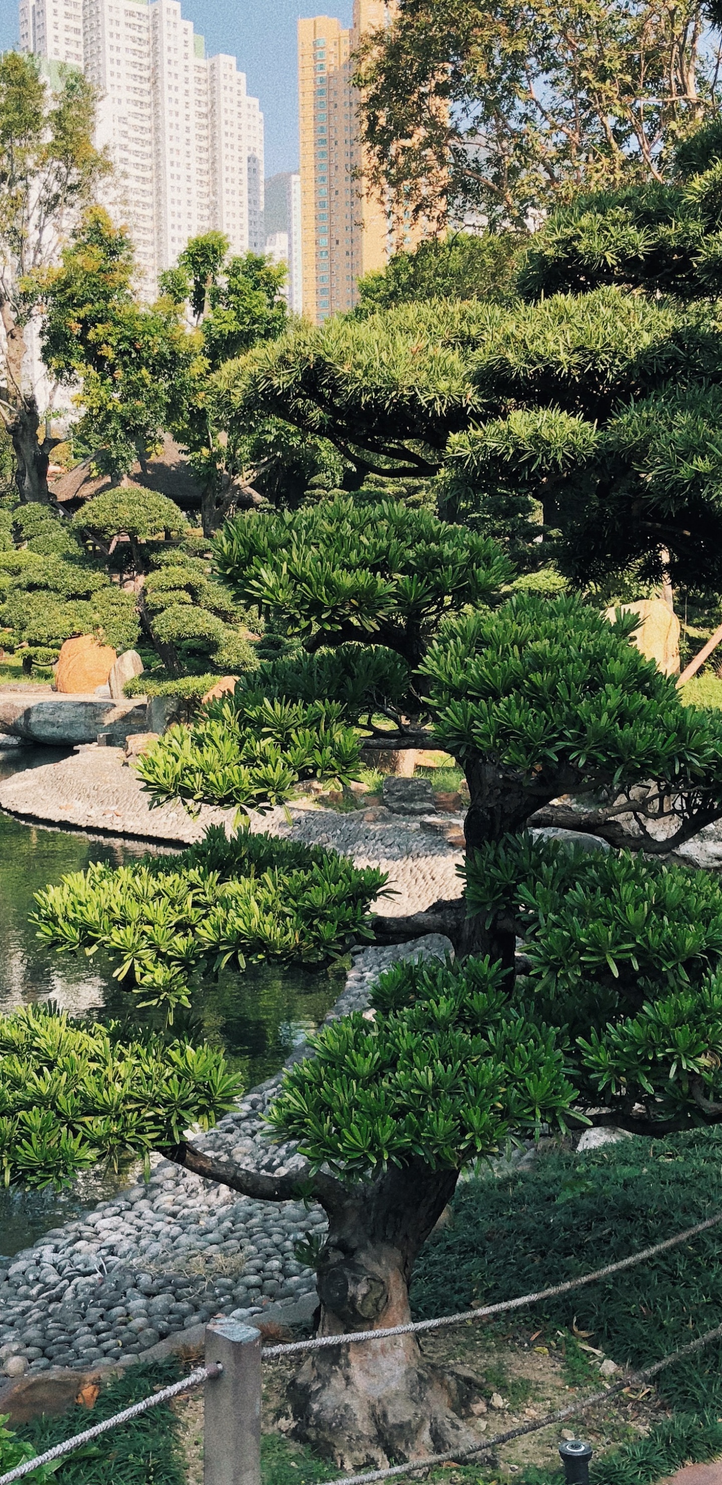 Обои Гонконг, растительность, Ботанический сад, биом, вода в разрешении 1440x2960