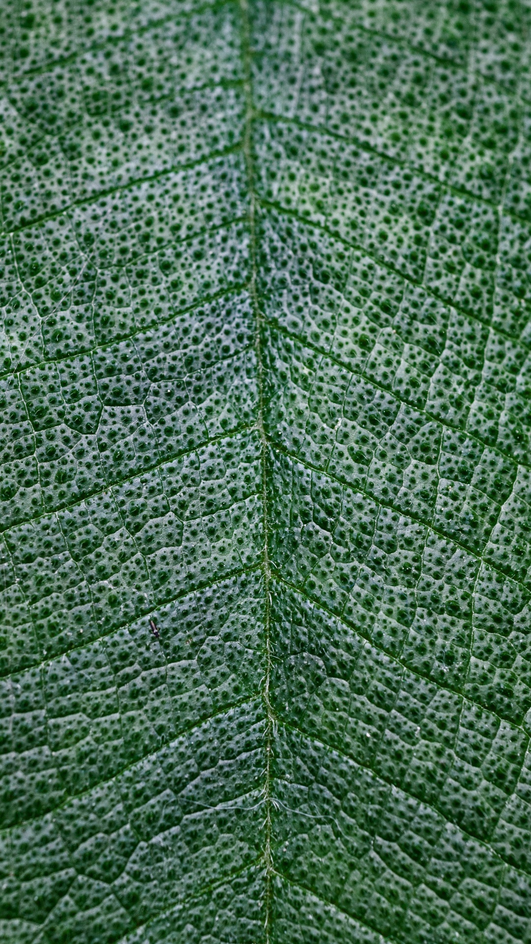 Обои текстура, зеленый, лист, растение, дерево в разрешении 1080x1920