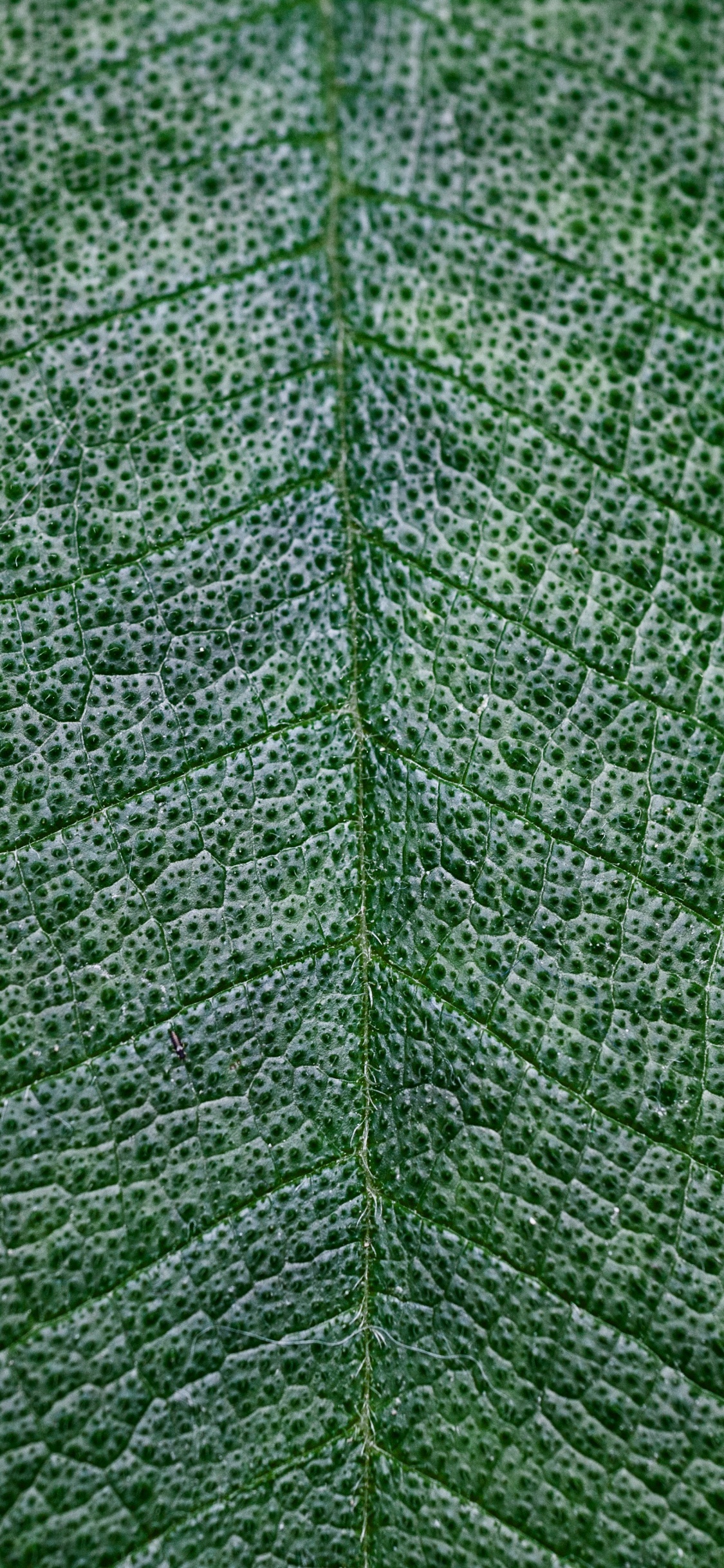 Обои текстура, зеленый, лист, растение, дерево в разрешении 1125x2436