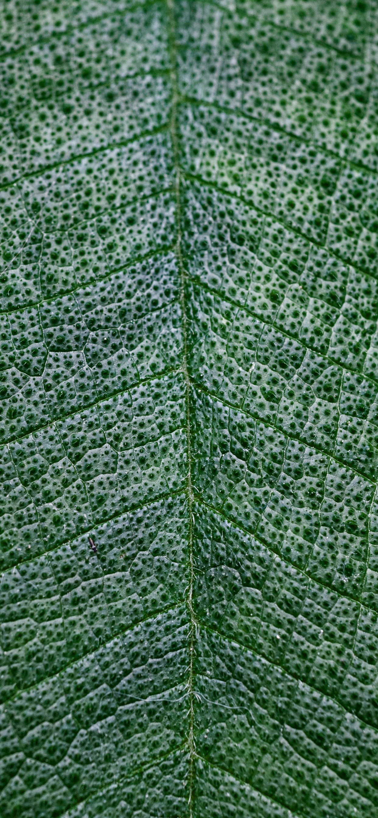 Обои текстура, зеленый, лист, растение, дерево в разрешении 1242x2688