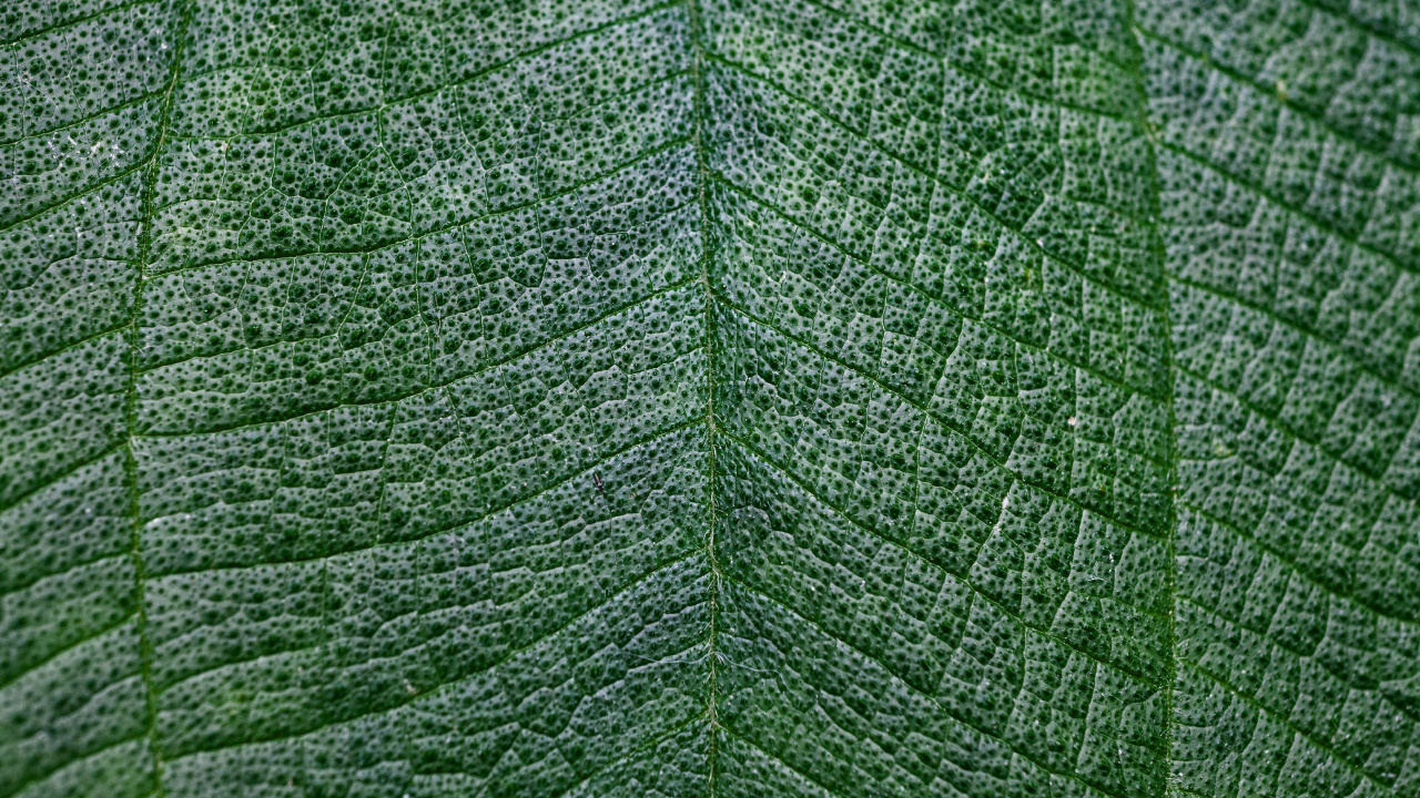 Обои текстура, зеленый, лист, растение, дерево в разрешении 1280x720