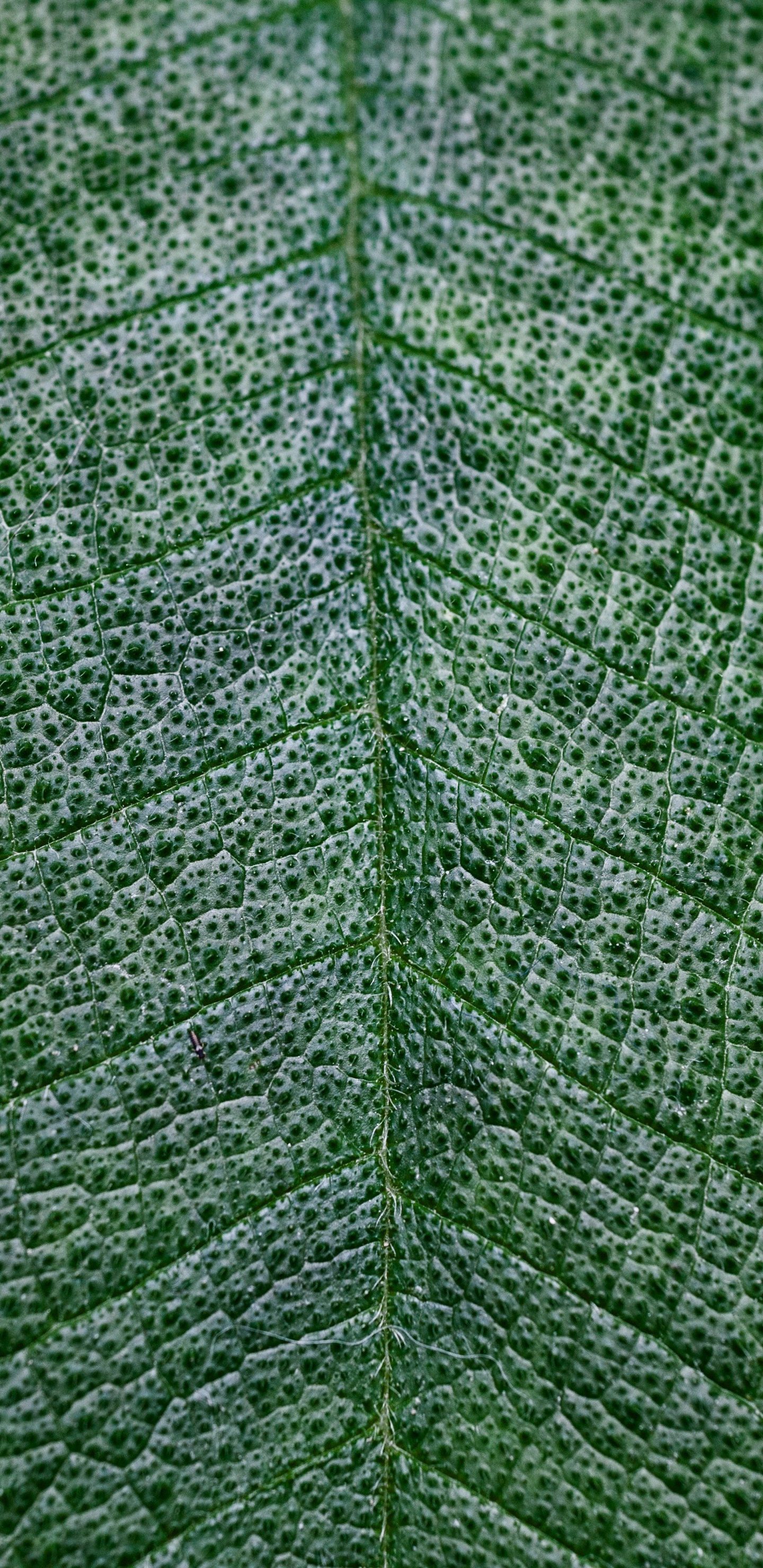 Обои текстура, зеленый, лист, растение, дерево в разрешении 1440x2960