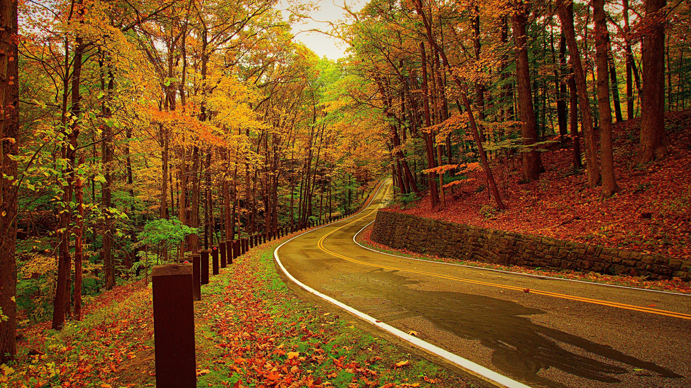 Обои осень, природа, лист, листопадные, лес в разрешении 1366x768