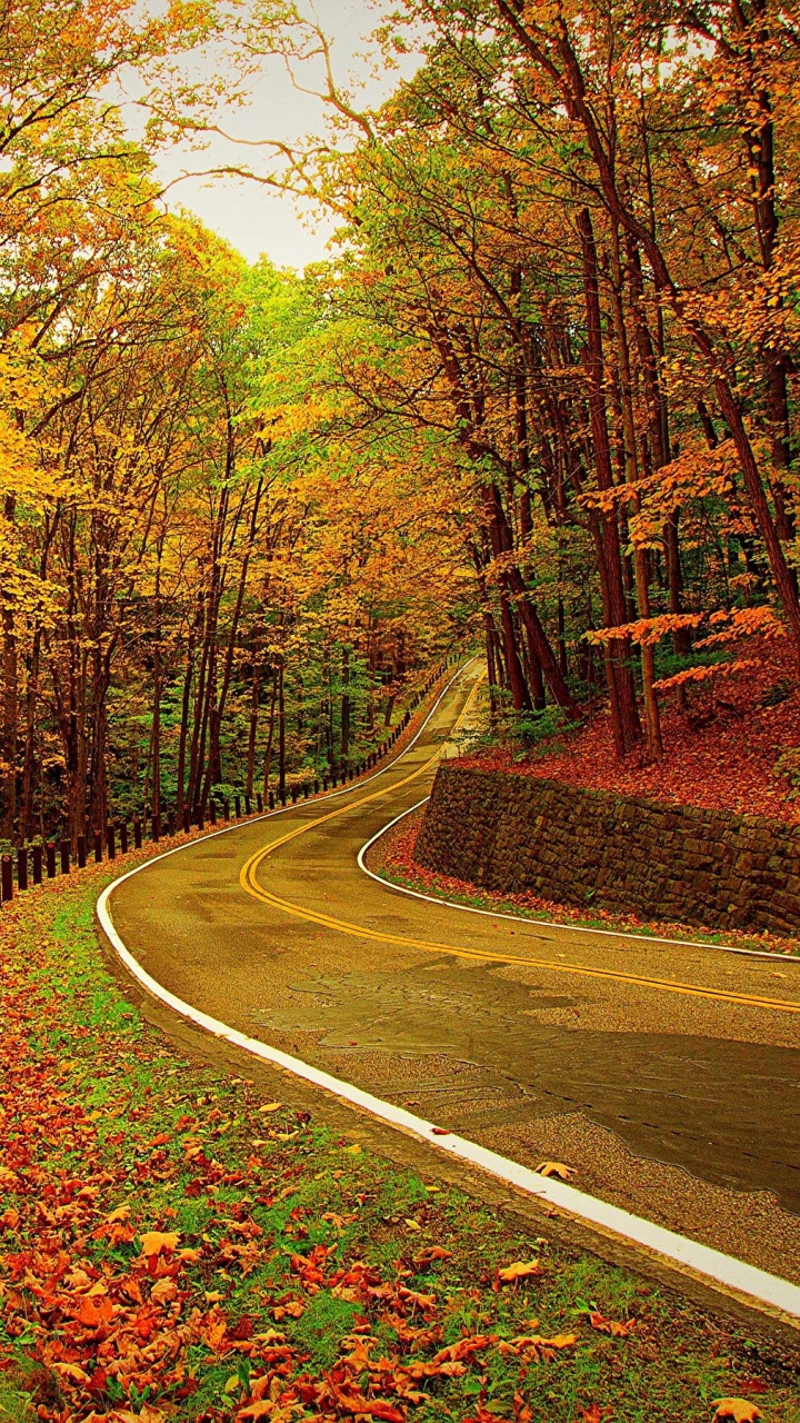 Обои осень, природа, лист, листопадные, лес в разрешении 720x1280