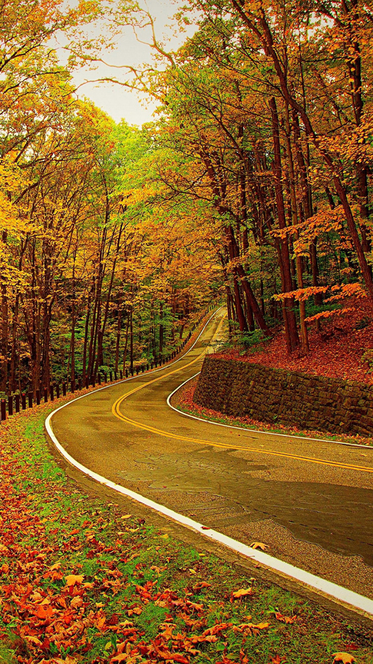 Обои осень, природа, лист, листопадные, лес в разрешении 750x1334