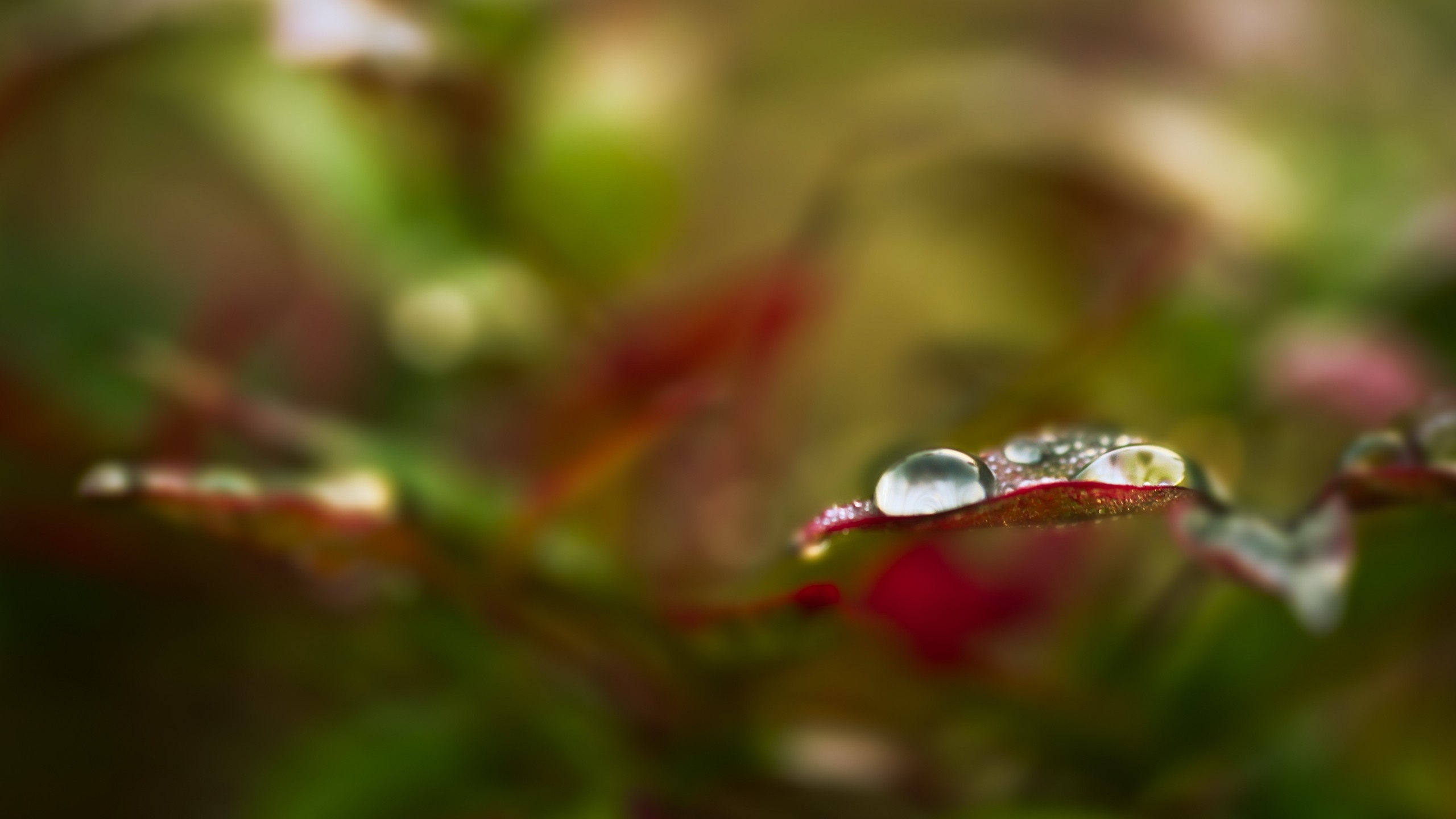 Обои влага, роса, вода, природа, падение в разрешении 2560x1440