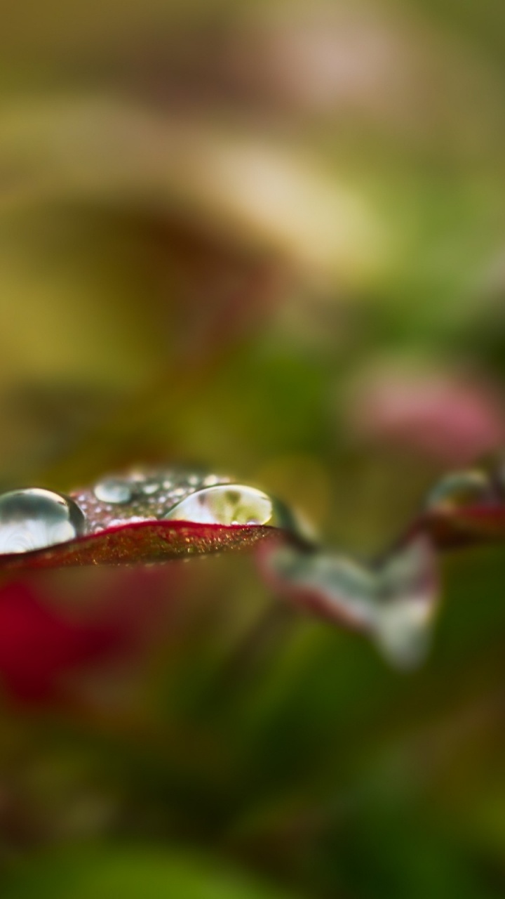 Обои влага, роса, вода, природа, падение в разрешении 720x1280